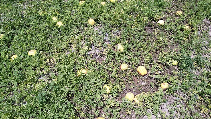 Sıcak hava üretimi olumsuz etkiledi