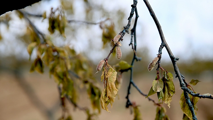 Asrın Felaketi yetmedi, Zirai don vurdu: TARSİM sigortası zorunlu hale gelmeli
