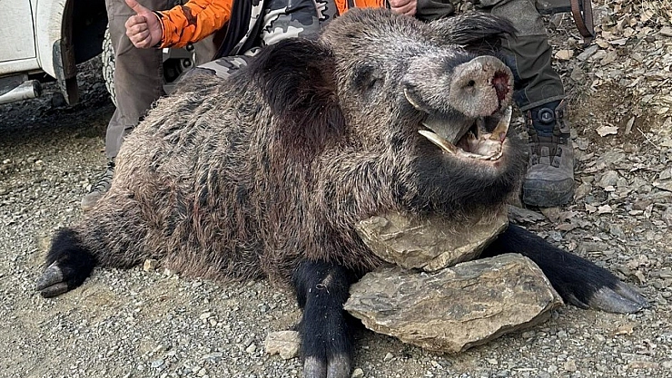 Avcılar 200 kiloluk domuz avladı