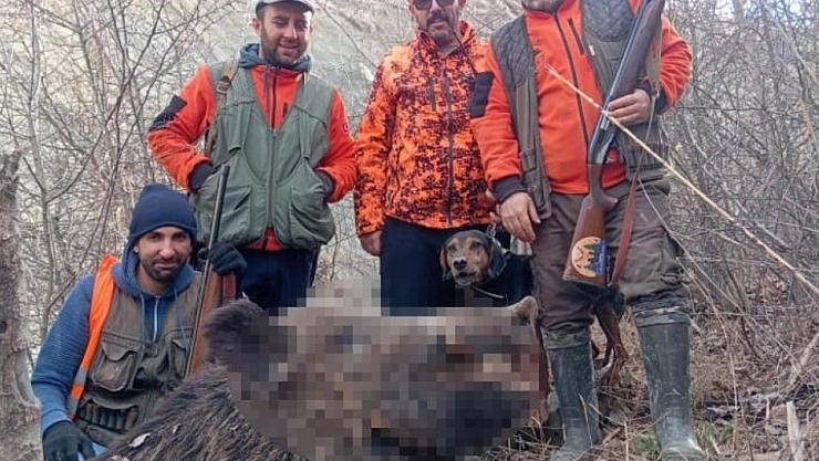 Avcılar sürü halinde domuz avladı