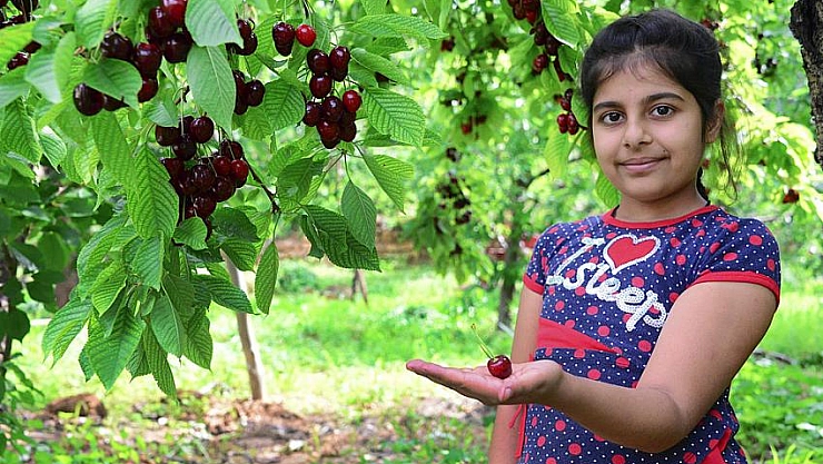 Kiraz hasadı objektiflerde 