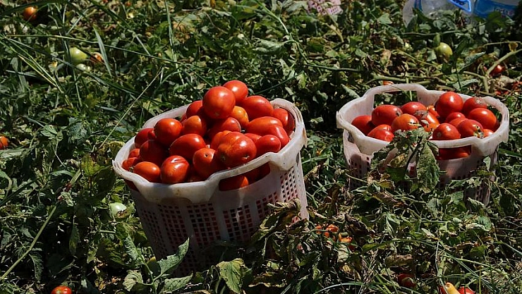 Üreticilere domates güvesi uyarısı 