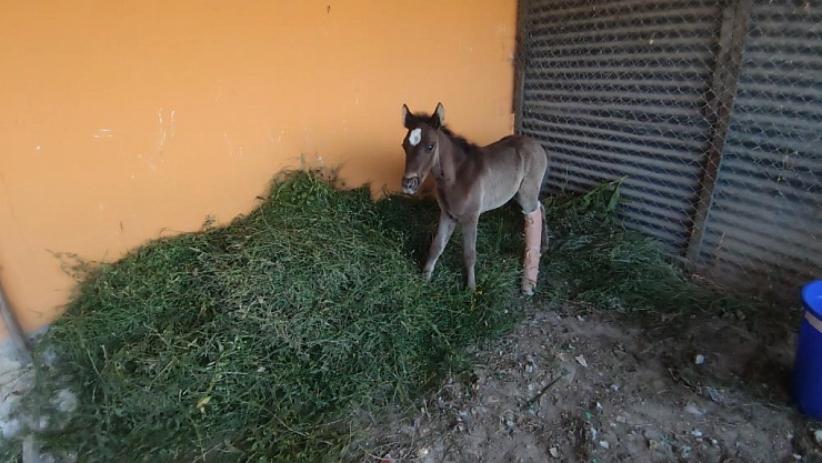 Ayağı kırılan tay tedavi altına alındı