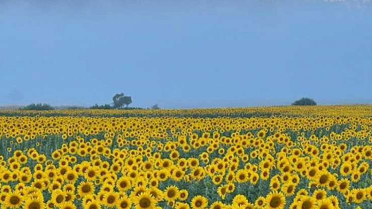 Ayçiçeği tarlası sarıya büründü
