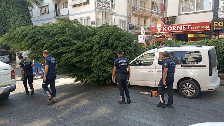 Ağaç aracın üstüne devrildi