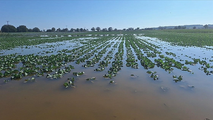 Bafra Ovası'nda Şiddetli Yağışlar Tarım Alanlarını Vurdu!