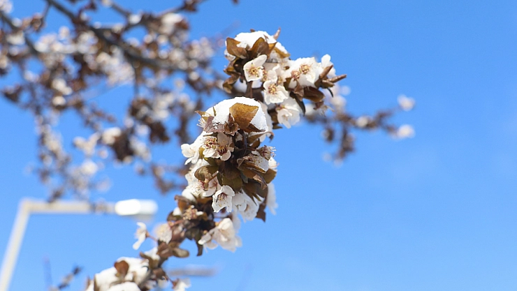 Bahar gecikti: Arıcılar endişeli