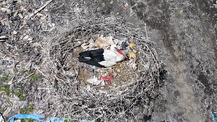 Baharın habercisi geldi