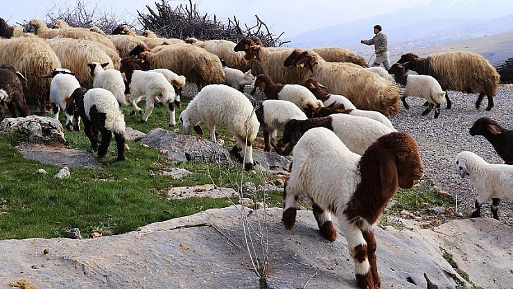 Kuzular baharı müjdeliyor