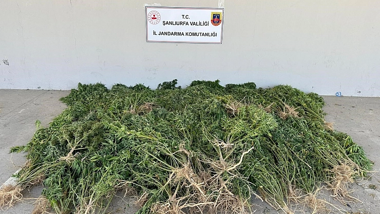 Bahçesine kenevir eken kadın gözaltına alındı