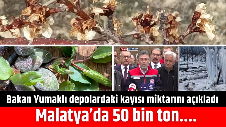 Bakan Malatya'daki kayısı miktarını açıkladı: 50 bin ton....
