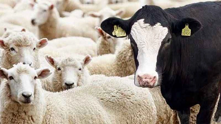 Bakanlık çağrısını yineledi: 'Satılamayan kurbanlıkları biz alacağız'