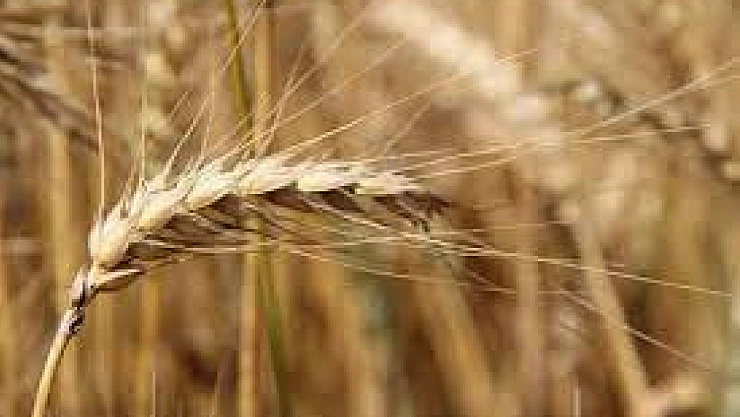 Bakanlık'tan 9 milyarlık ödeme! Bugün hesaplara yatırılıyor