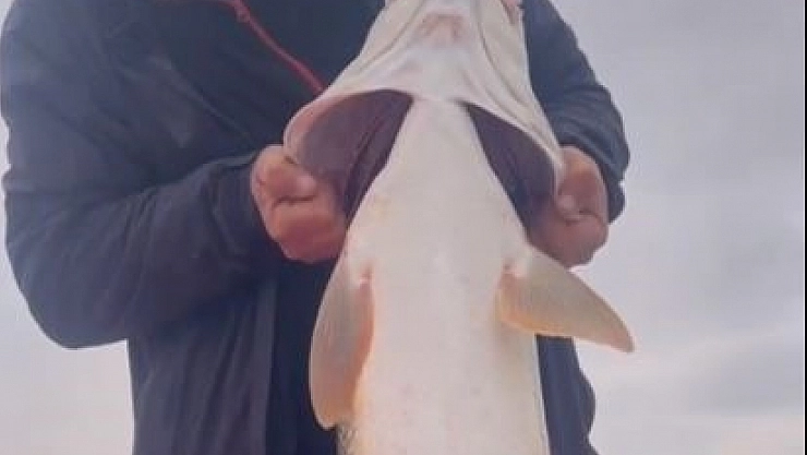 Balıkçı, 30 Kilo Ağırlığında Dev Fırat Turnası Yakaladı!