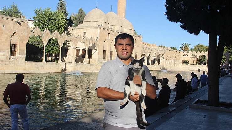 Balıklıgöl'e düşen kedi kalp masajıyla hayata döndü