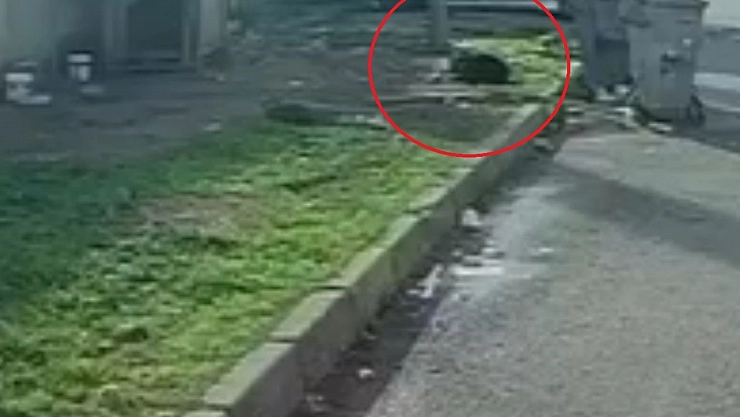 Başıboş köpeğin saldırısına uğradı