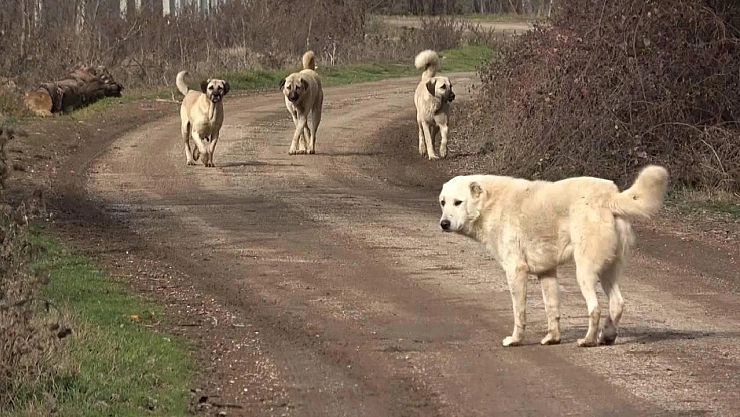Başıboş köpeklerden valilik ve belediyeler sorumlu!