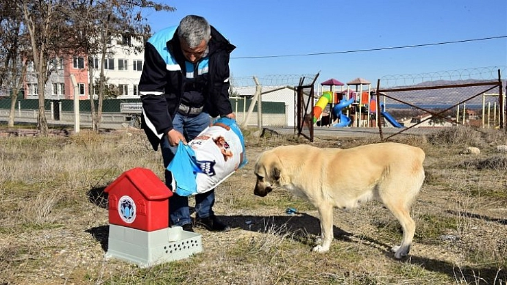 Hayvan severlerin gözü arkada kalmasın