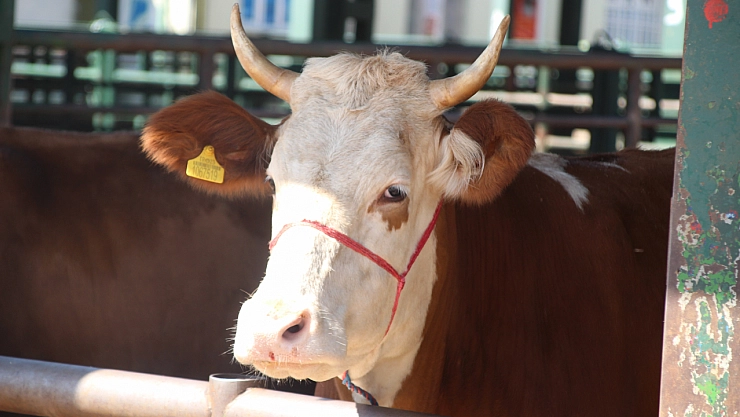 Bayramda Kesilecek Kurbanlık Sayıları Belli Oldu