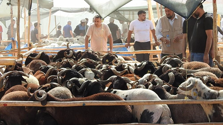 Bayramın ilk günü hayvan pazarları dolup taştı!