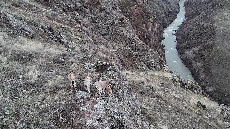 Belgeselleri aratmayan görüntüler