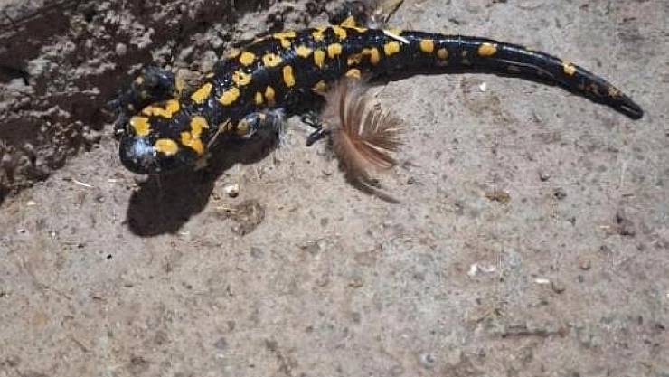 Benekli semender görüldü