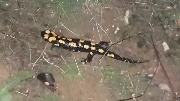 Benekli semender görüntülendi