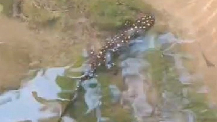 Benekli semender görüntülendi