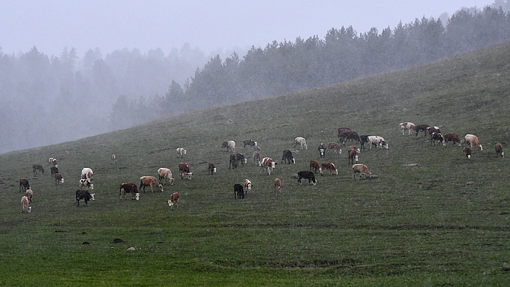 Besiciler hazırlıksız yakalandı