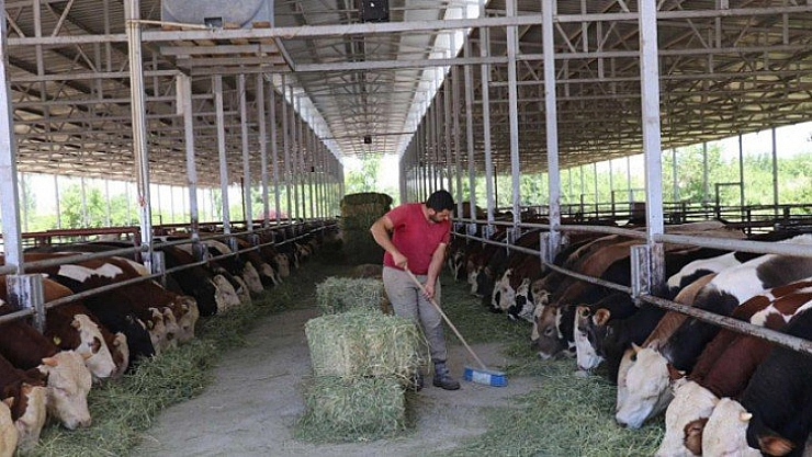Besiciler kara kara düşünüyor
