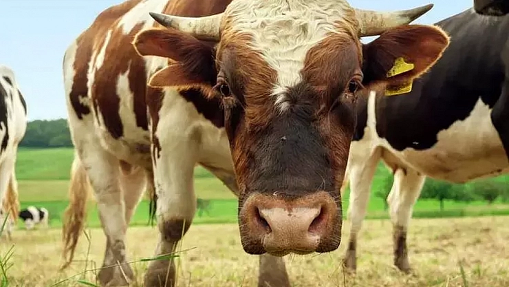 Besicilerden kurban uyarısı! Bunlara dikkat edin!