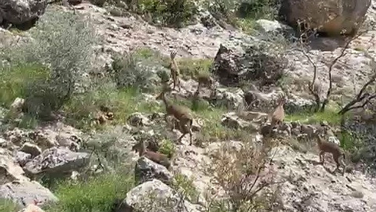 Besni'de dağ keçileri sürü halinde görüntülendi