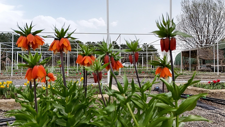 Bilim insanlarından ters laleye ilgi