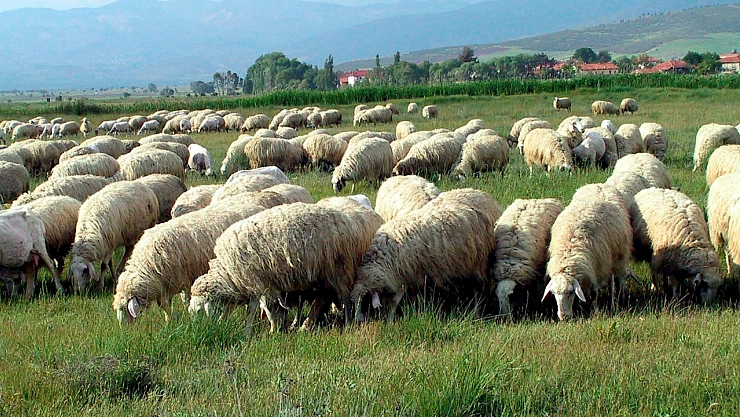 Bin 200 küçükbaş hayvan ihaleyle satılacak!