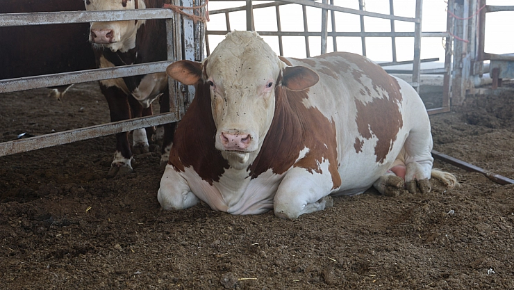 Bin 400 kiloluk çiftliğin 'kralı' alıcılarını bekliyor