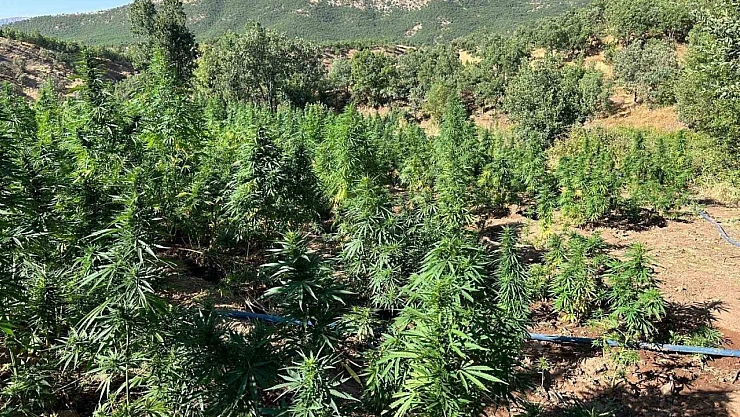 40 bin kök kenevir ele geçirildi