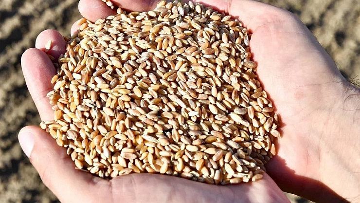 Bir ayda 61.841 paket satıldı! Ata tohumlarına büyük ilgi