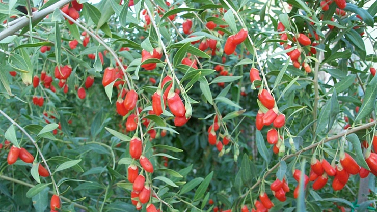 Birçok ülkede bulunan şifalı meyve Türkiye'de yetişecek