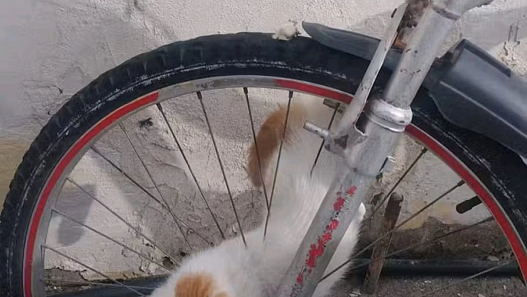 Bisikletin jant teline sıkışan yavru kediyi itfaiye kurtardı