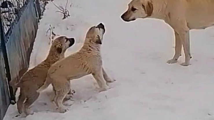 Boylarından büyük işe kalkıştılar!