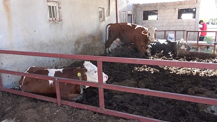 Böyle Hırsızlık Görülmedi: Buzağıyı kucaklayarak çaldılar