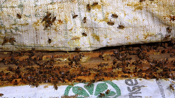 Bu balın dünyada eşi benzeri yok