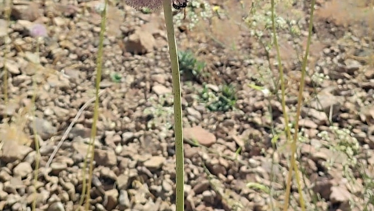 Bu sarımsağı toplayanlara büyük ceza