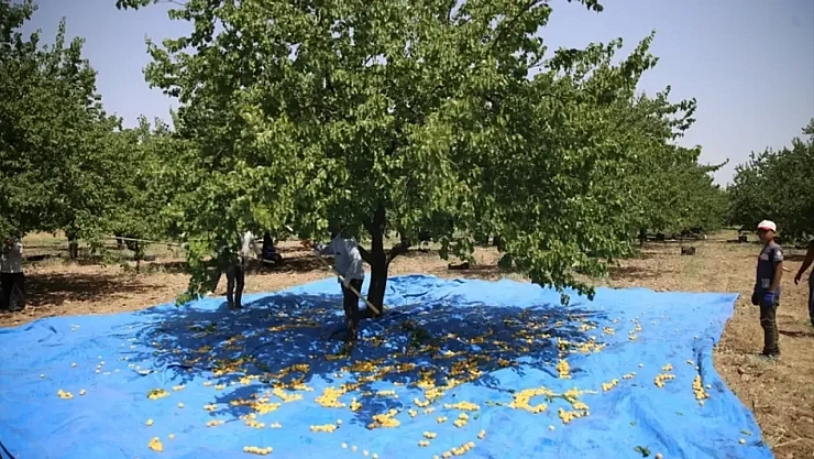 Zirai don onları da etkiledi: Bu yaz para kazanamayacaklar!