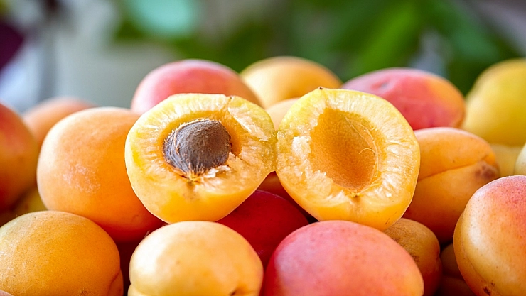 Buhara Kayısısı Malatya'da İşlenecek!