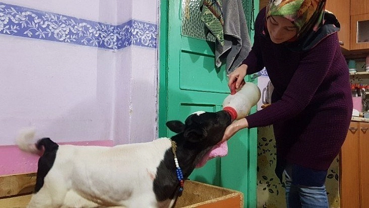Buzağı destekleme işlemlerinde başvuru şartı kalktı