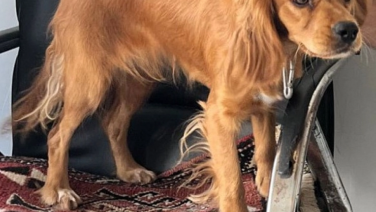 Çalınan köpek her yerde aranıyor
