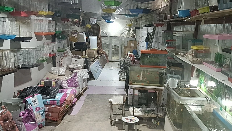 Camı kırıp 9 papağan çaldılar