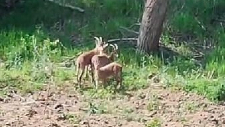 Çiftçinin yaban keçileri ile diyaloğu yüzleri gülümsetti