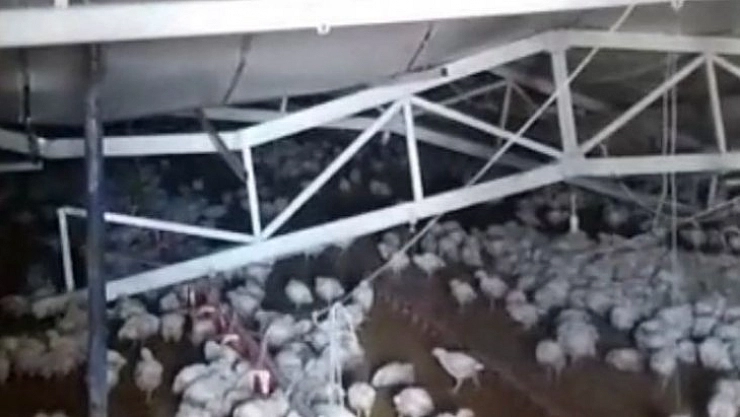 Binlerce tavuk telef oldu